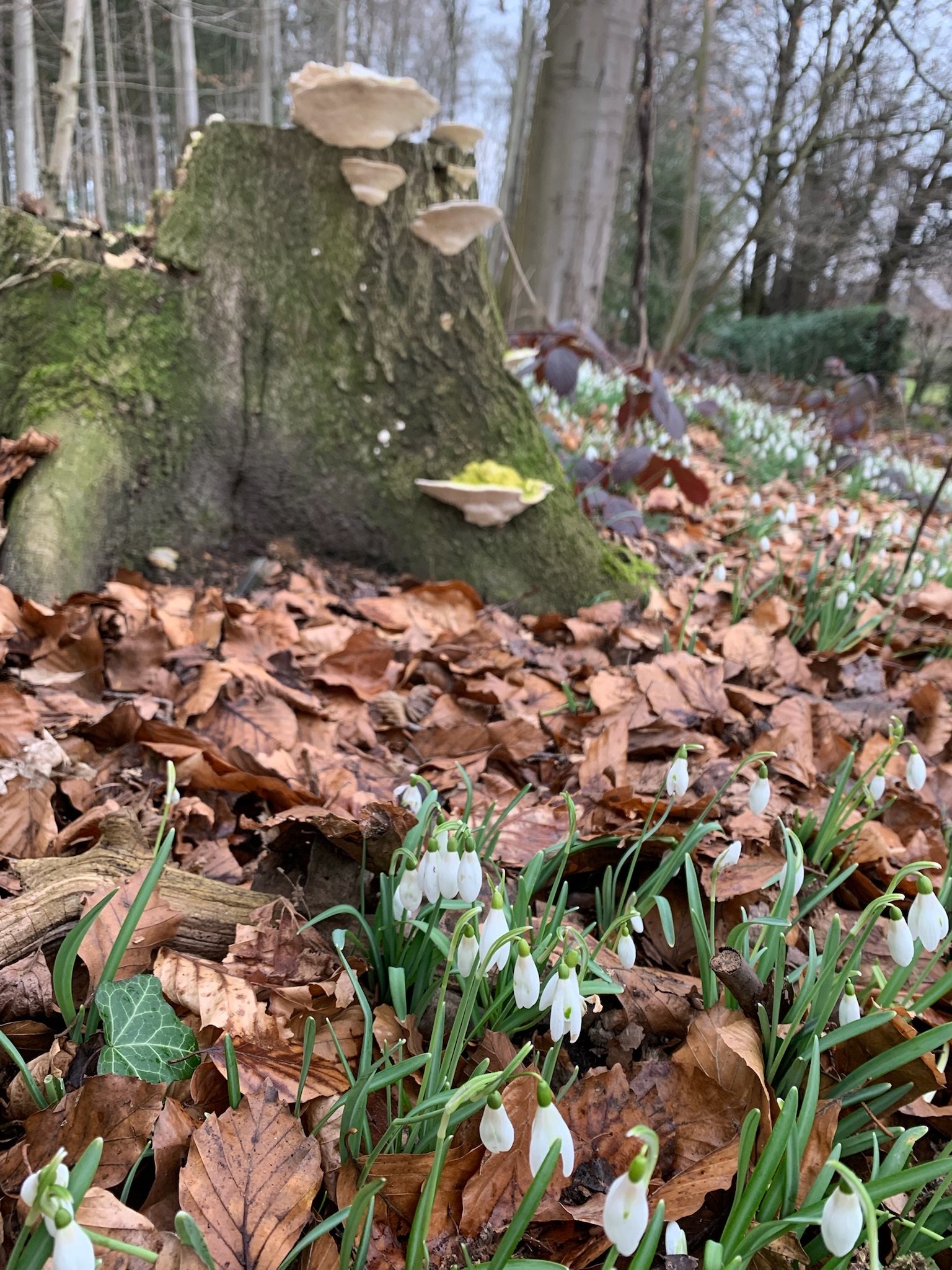 Forêt et champs européens