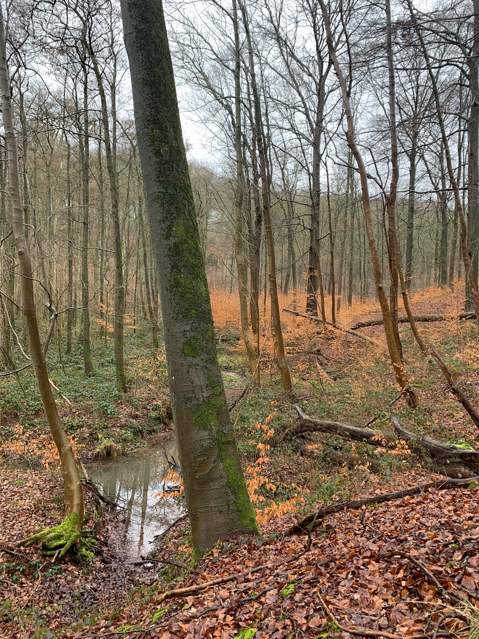 Forêt et champs européens