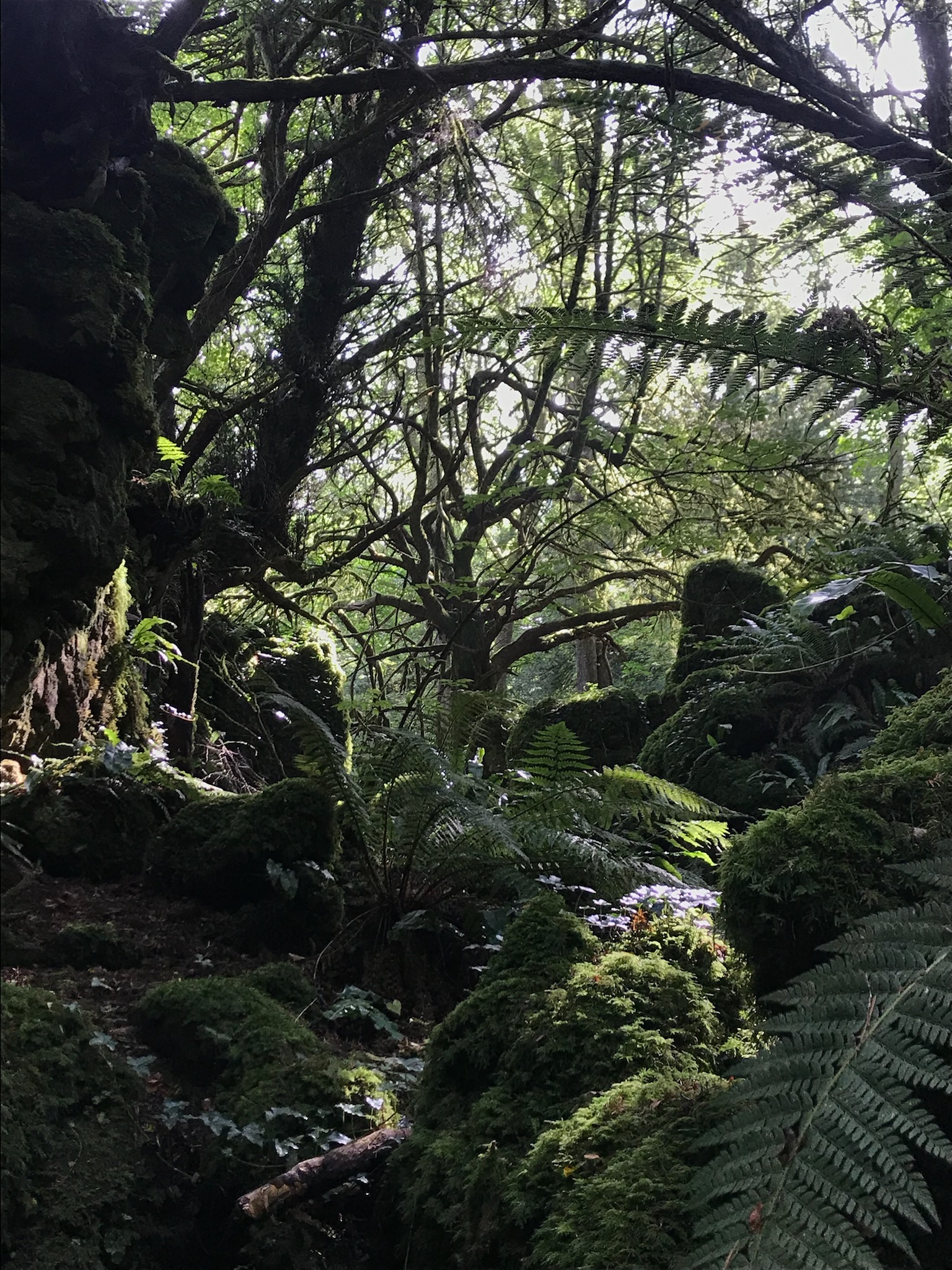 Forêt et champs européens