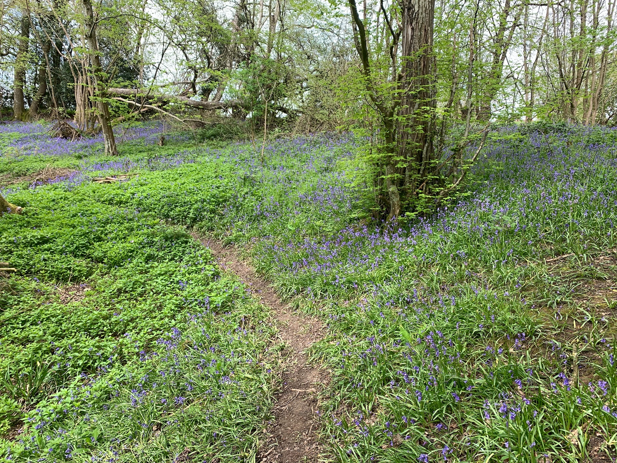 Forêt et champs européens