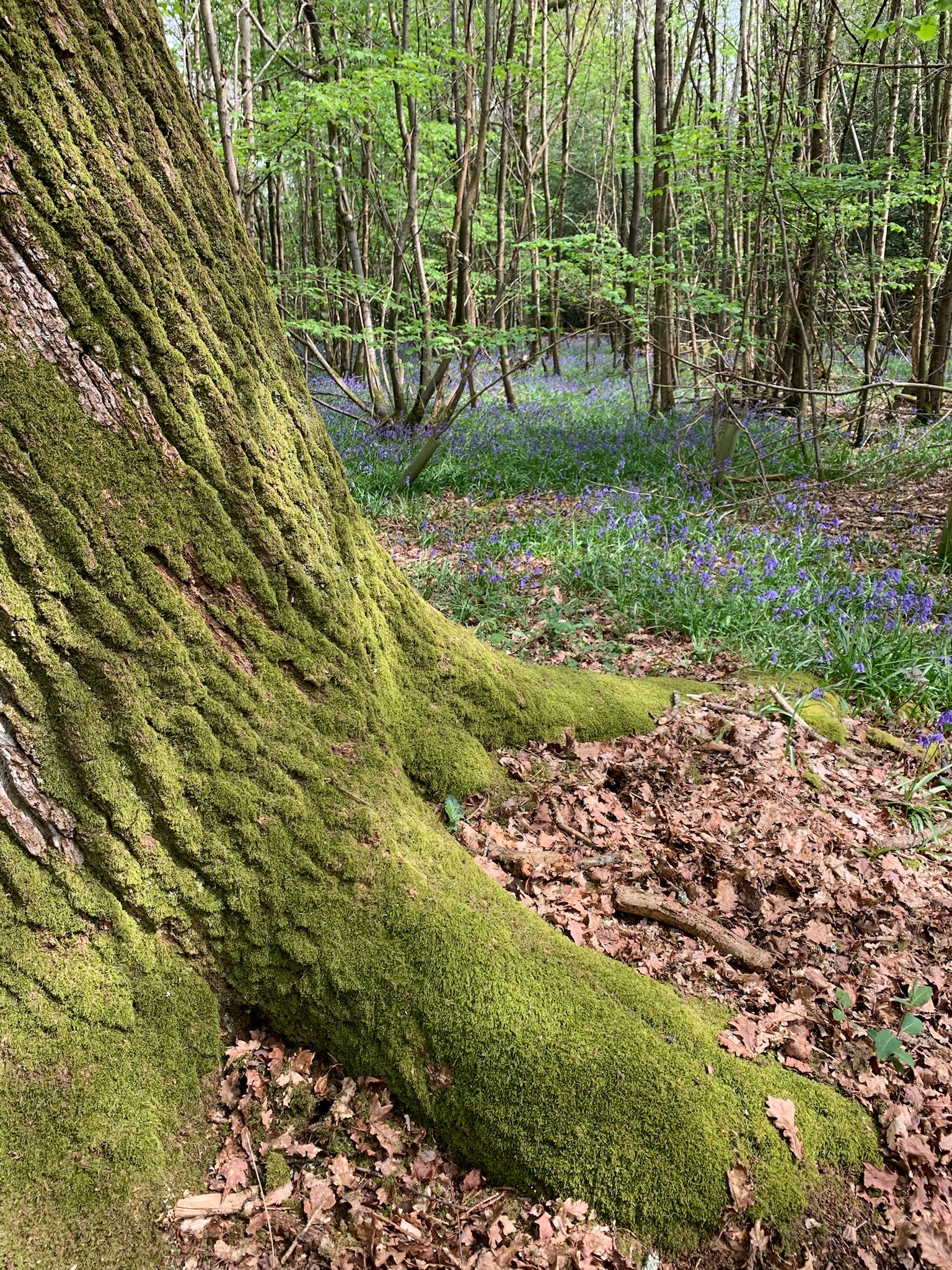 Forêt et champs européens