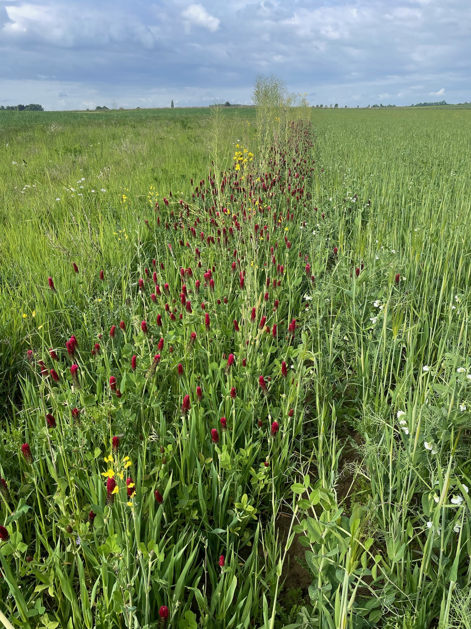 Forêt et champs européens