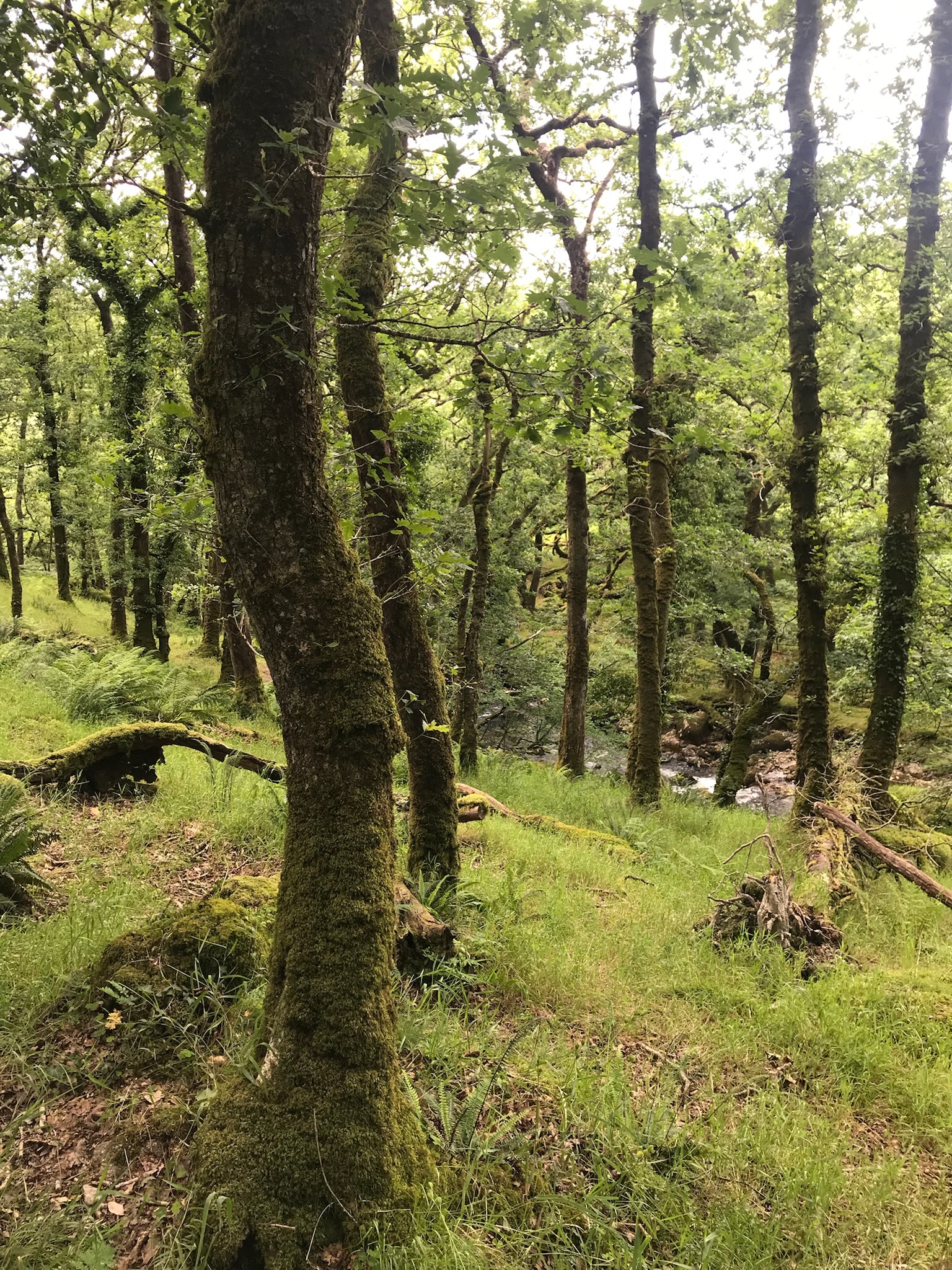 Forêt et champs européens