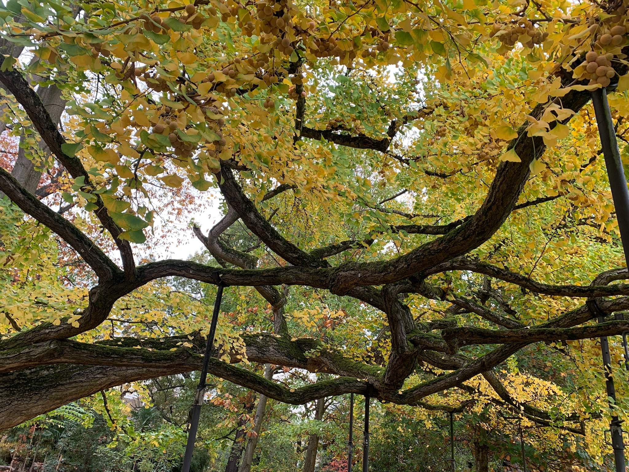 Forêt et champs européens