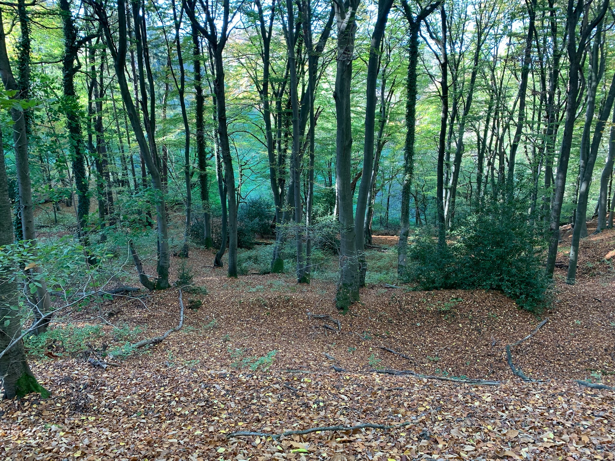 Forêt et champs européens