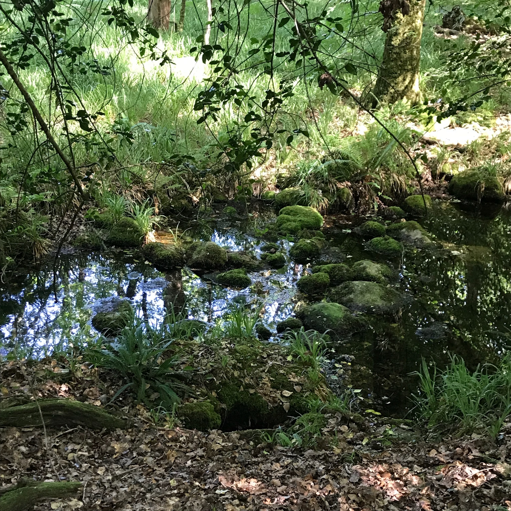 Forêt et champs européens