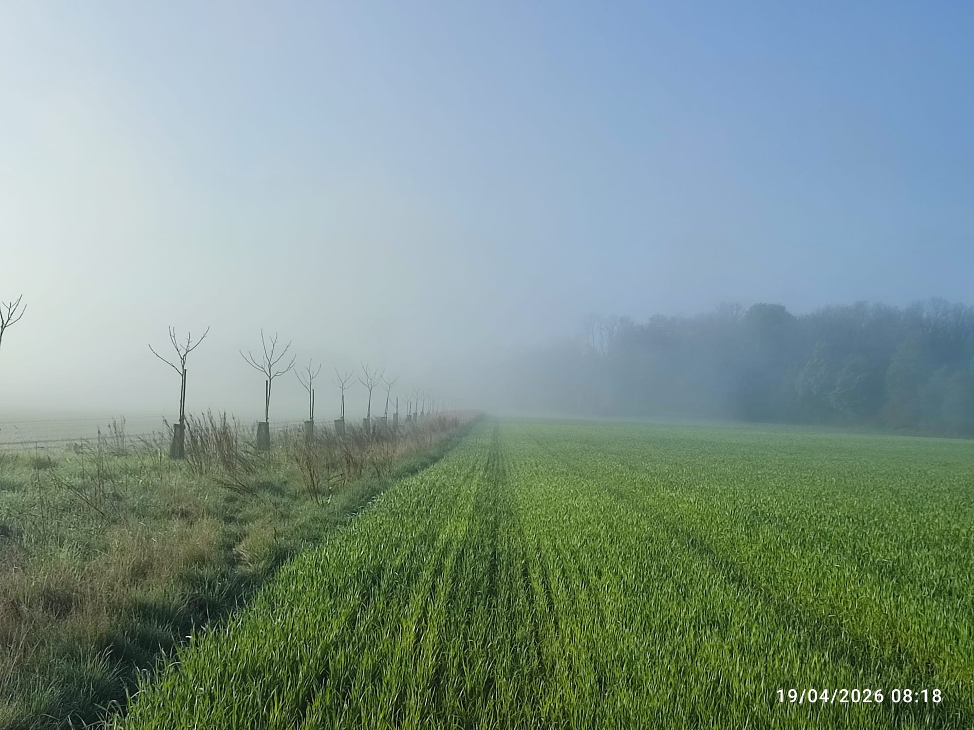 Forêt et champs européens