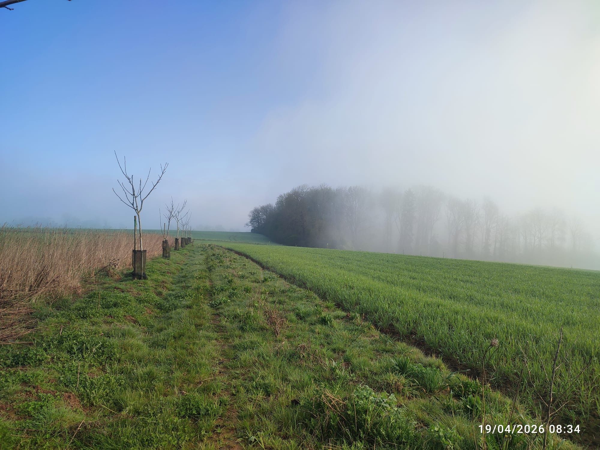 Forêt et champs européens