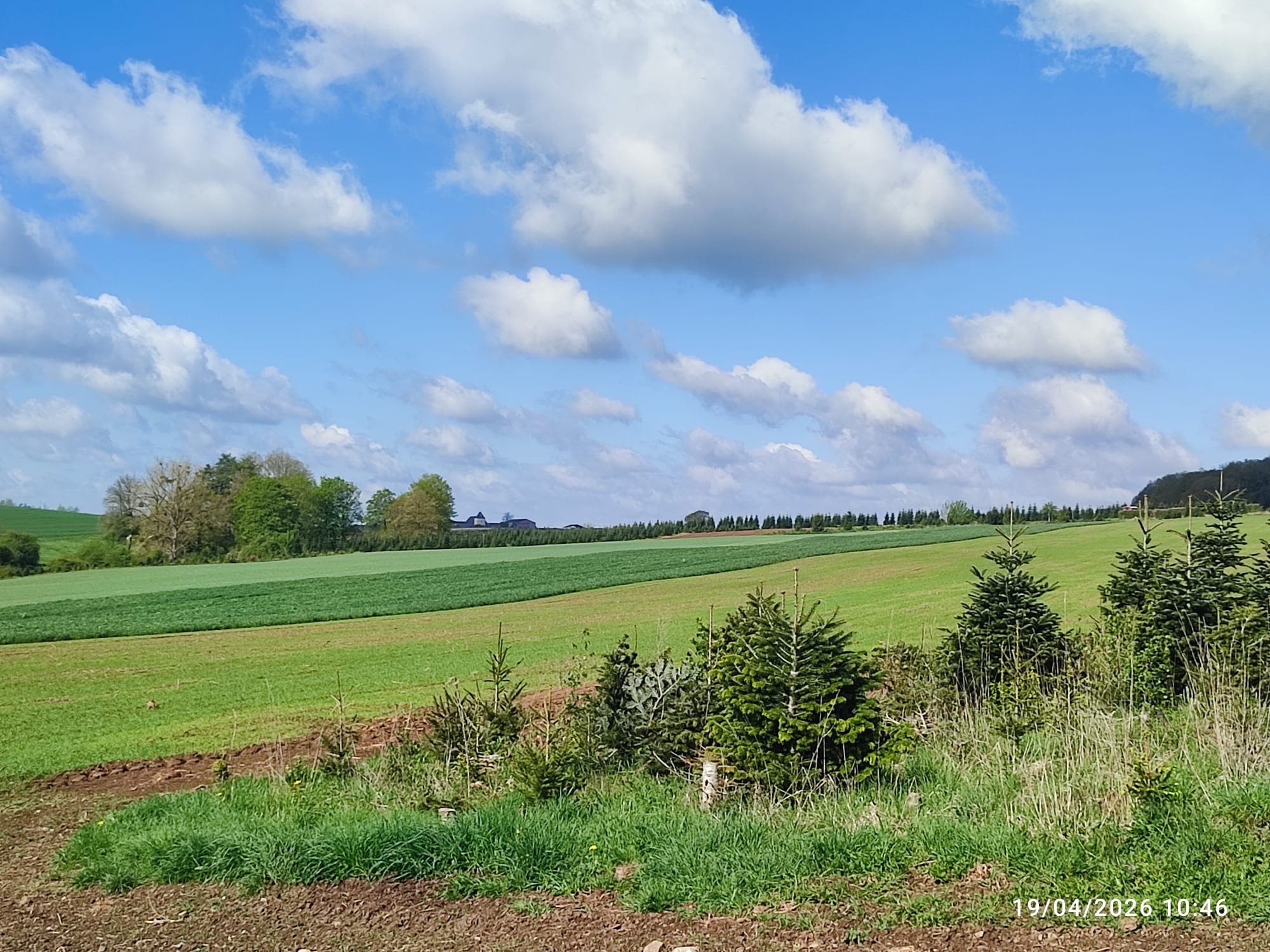 Forêt et champs européens