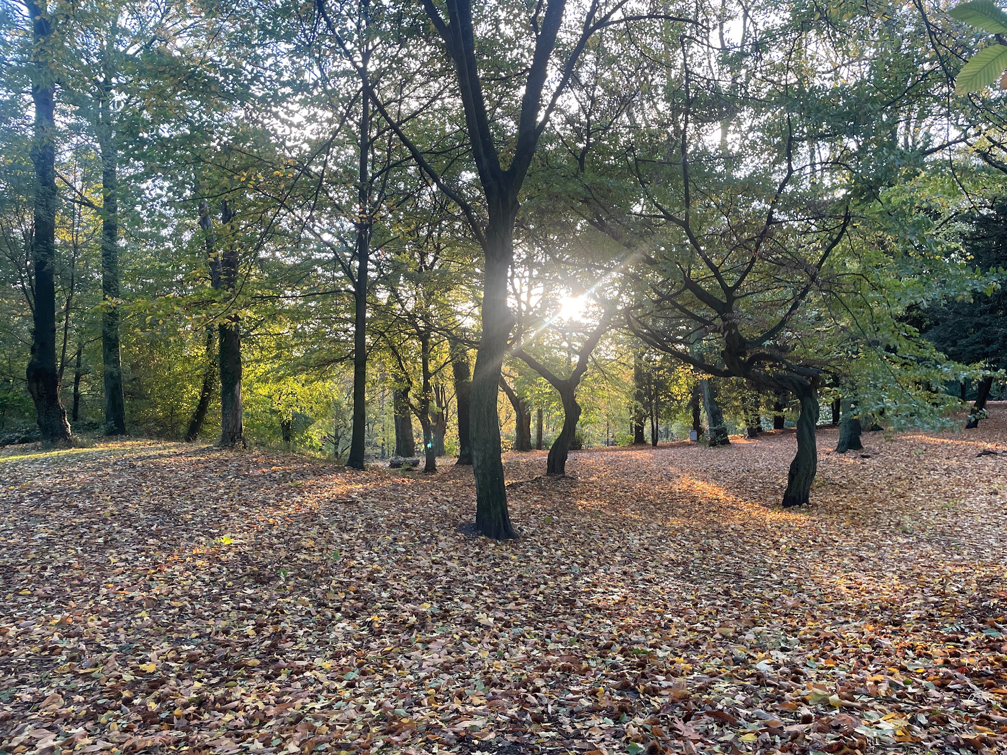 Forêt et champs européens