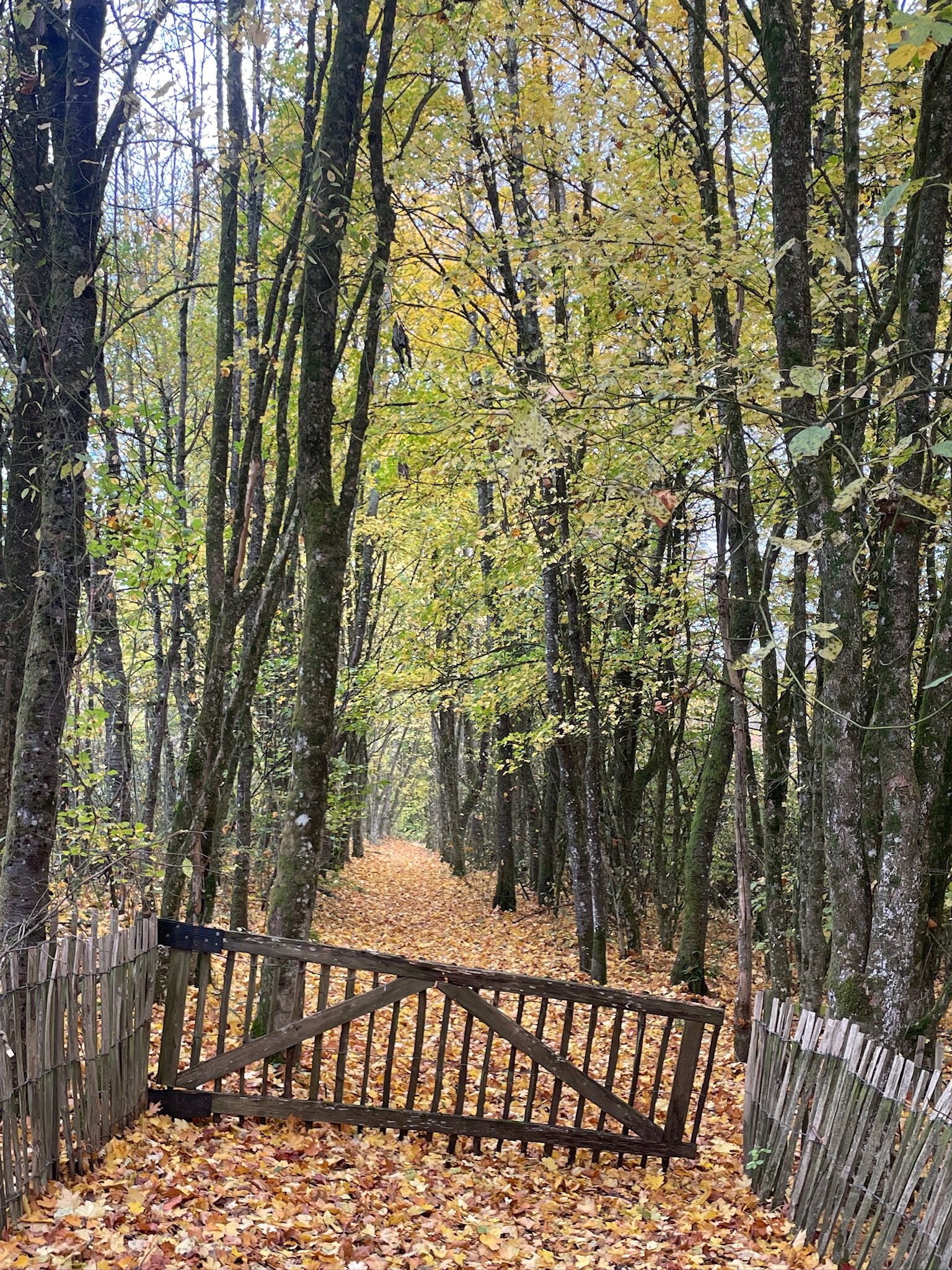 Forêt et champs européens