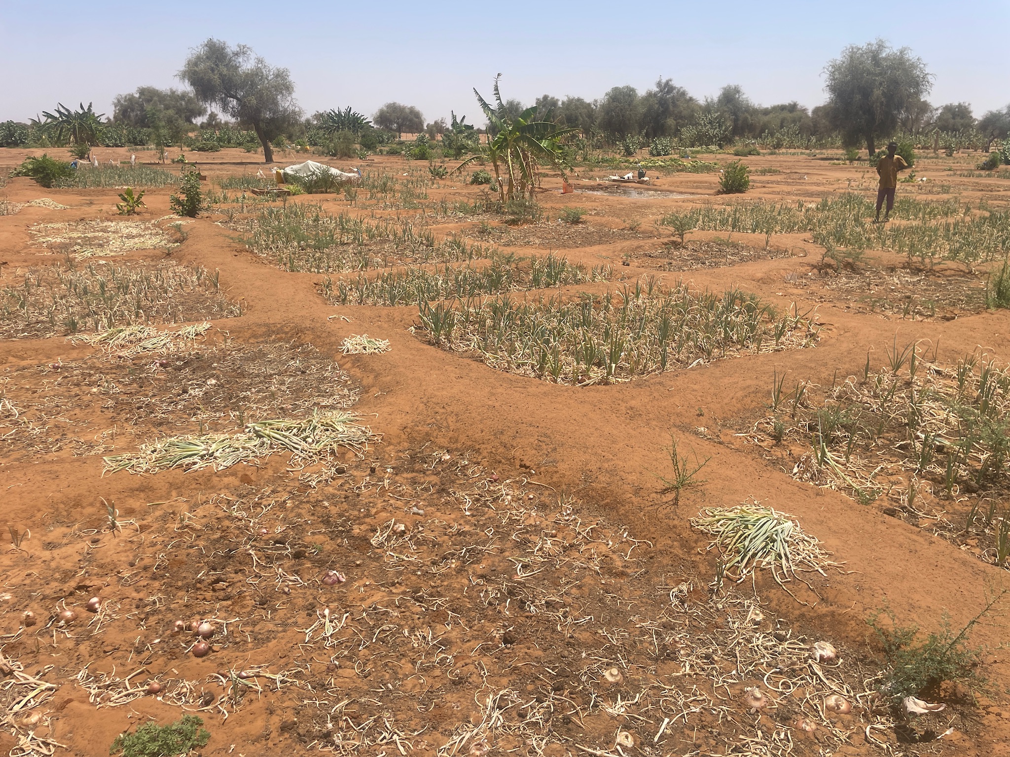 Projet Sénégal