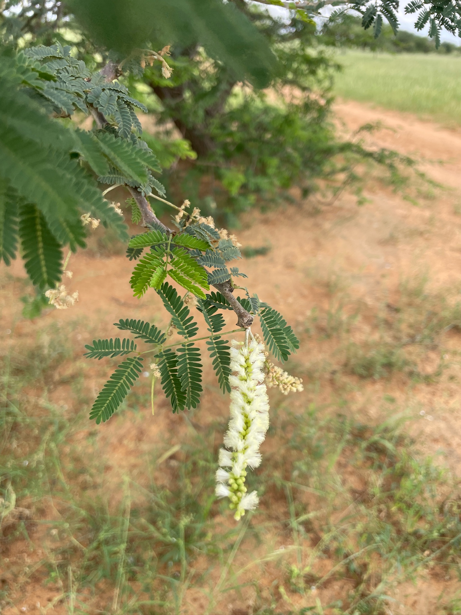 Projet Sénégal